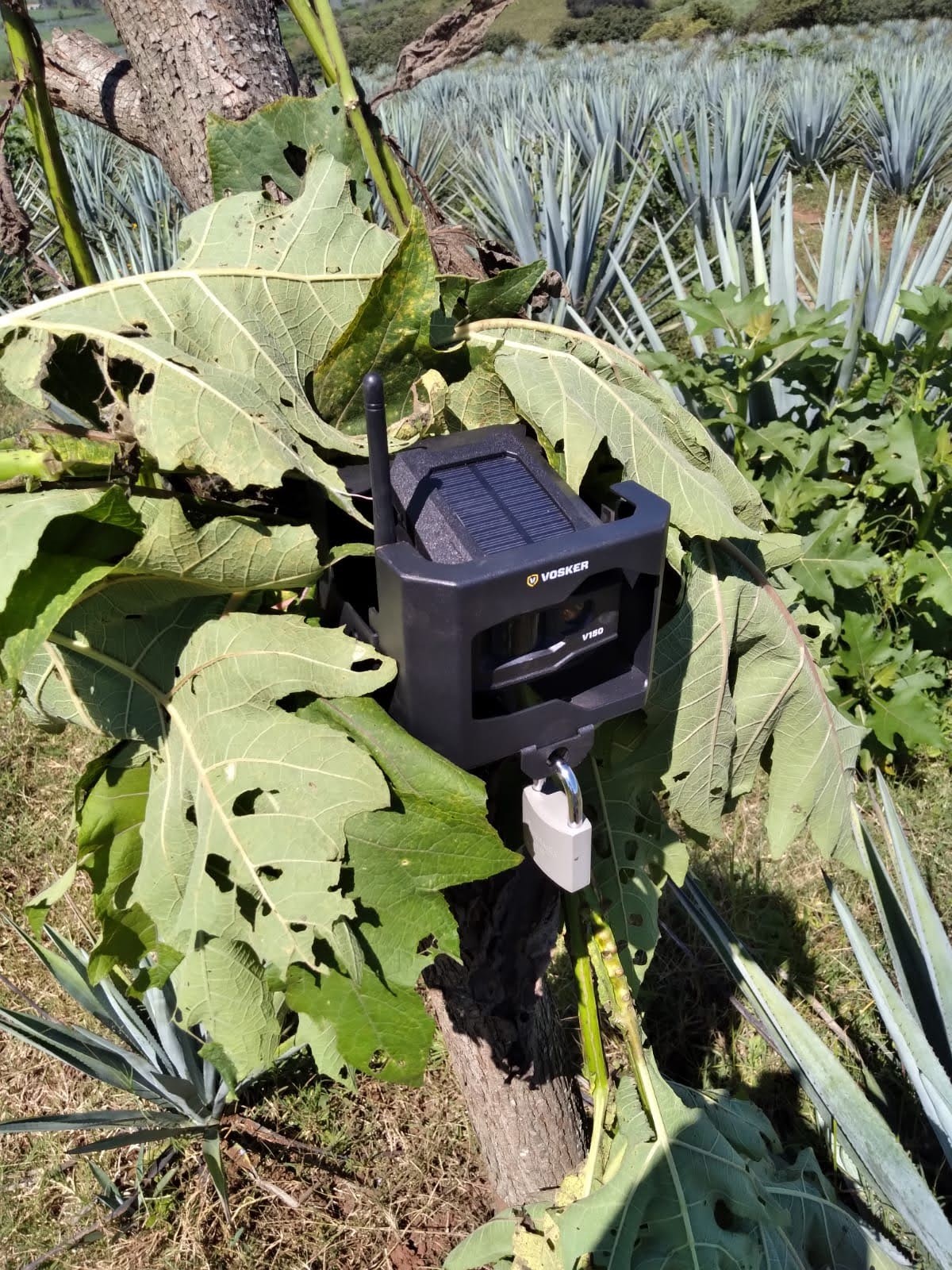 VOSKER v150 camera for farm security