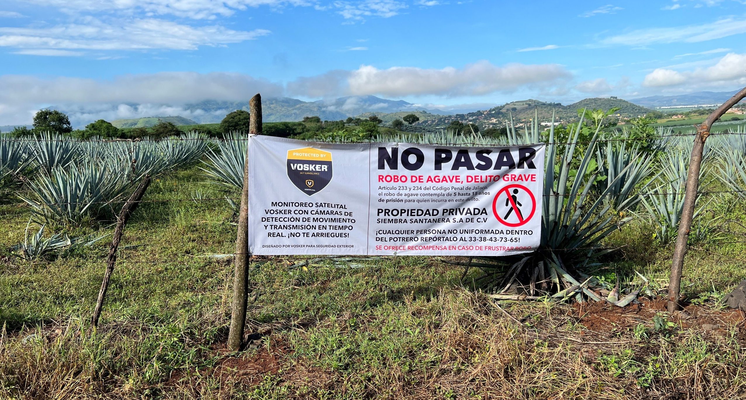 install VOSKER cameras for plantation