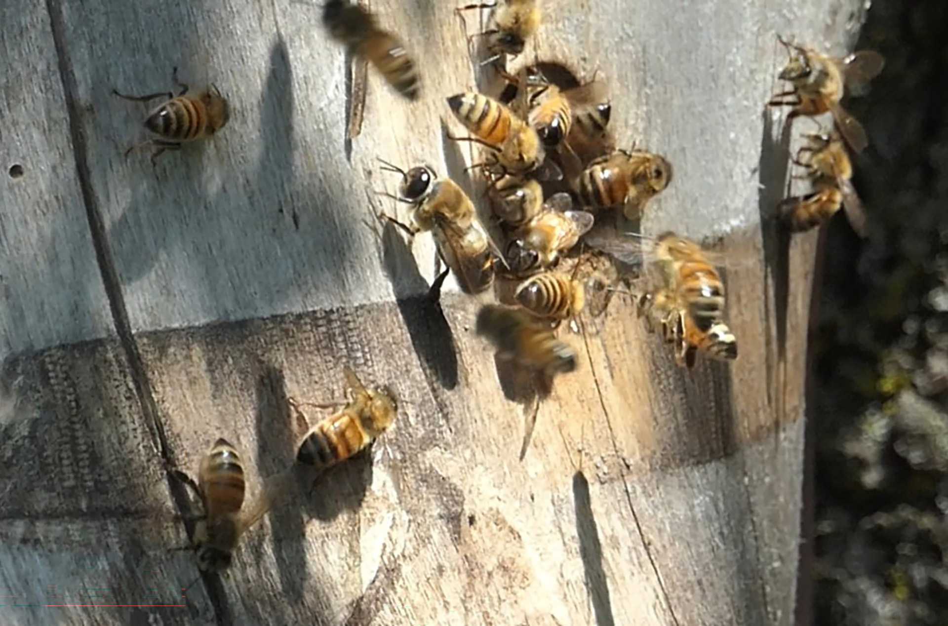 How VOSKER cameras and AI Are Transforming Honeybee Research