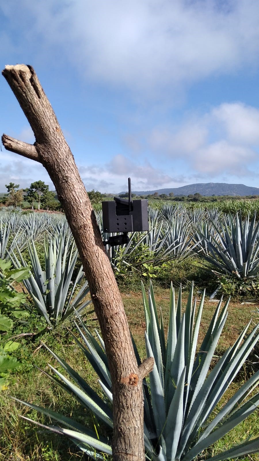 solar-powered cameras with a cellular chip 