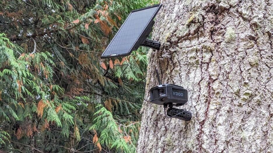 V300 Ultimate on a tree
