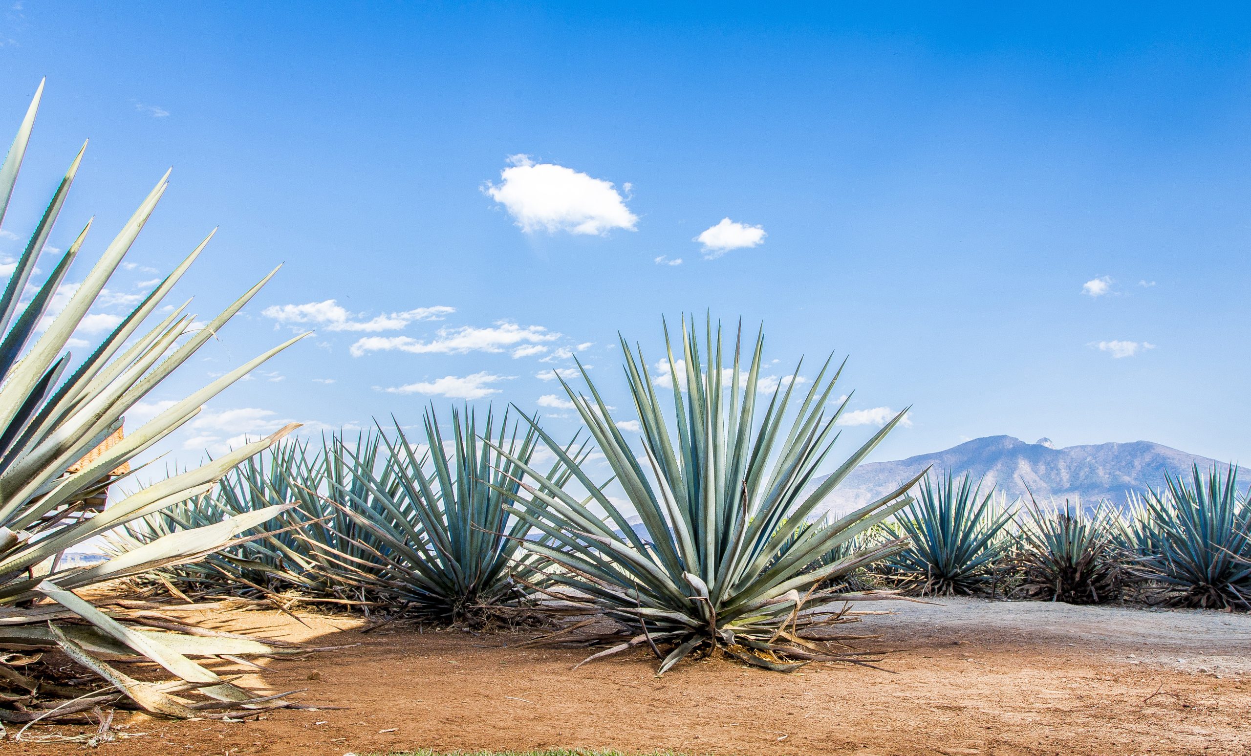 Deterring Thefts in Mexican Agave Plantations