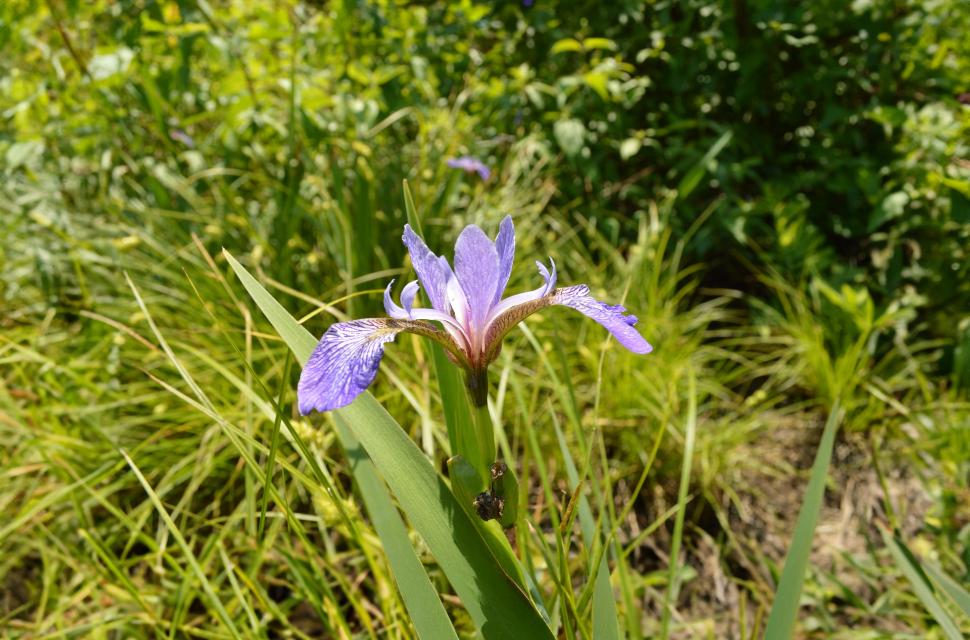 Préserver la biodiversité avec VOSKER: L’Institut des territoires à l’avant-garde