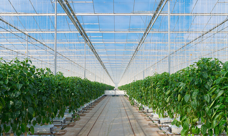 Sécurité et croissance: L’approche novatrice d’AGRITECTURE avec les caméras VOSKER